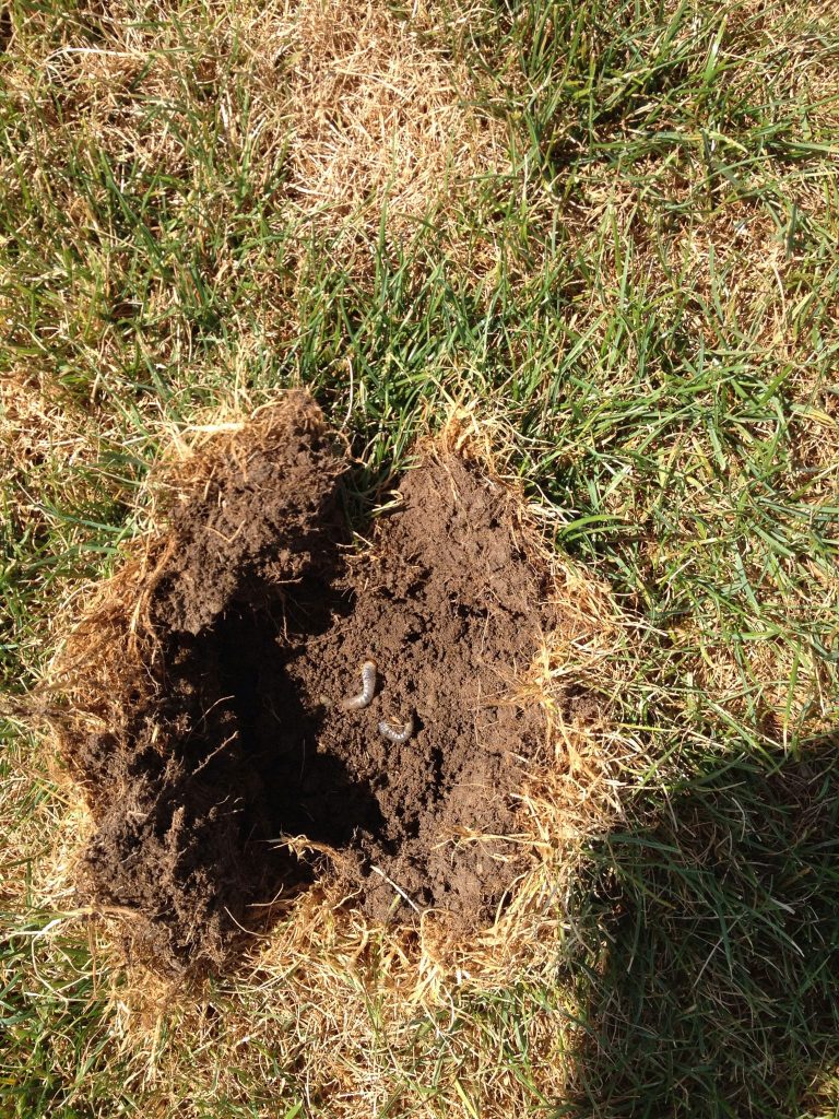 close-up of hole in dirt