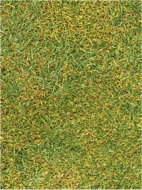close-up of blue grass