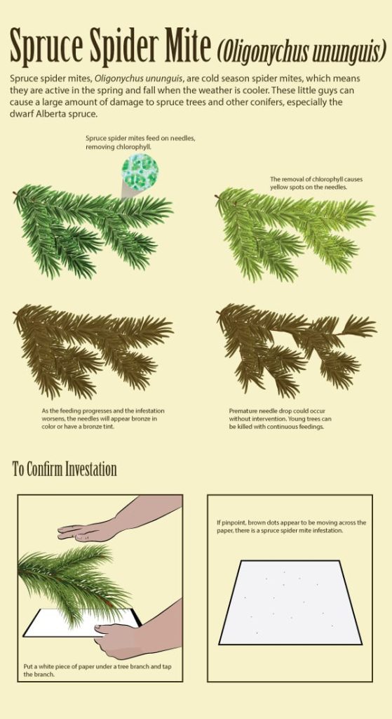 spruce spider mite infographic 