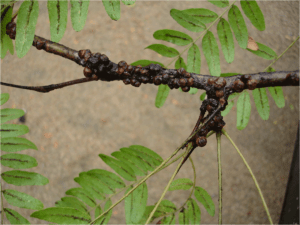 close-up of a tree branch