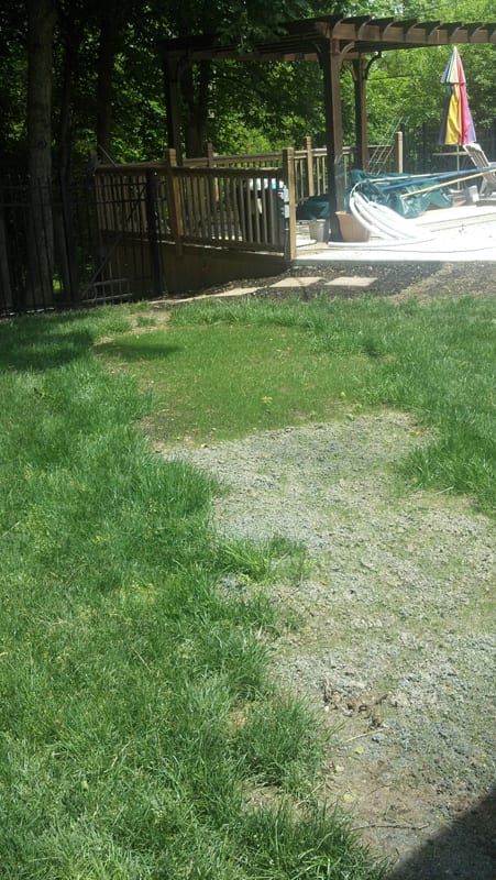 patchy grass growing on yard 
