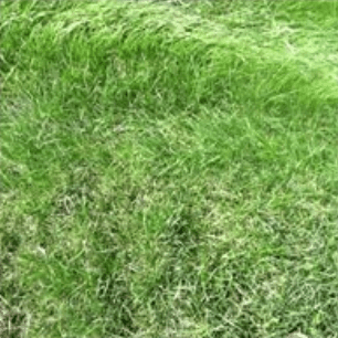 holganix grass close-up