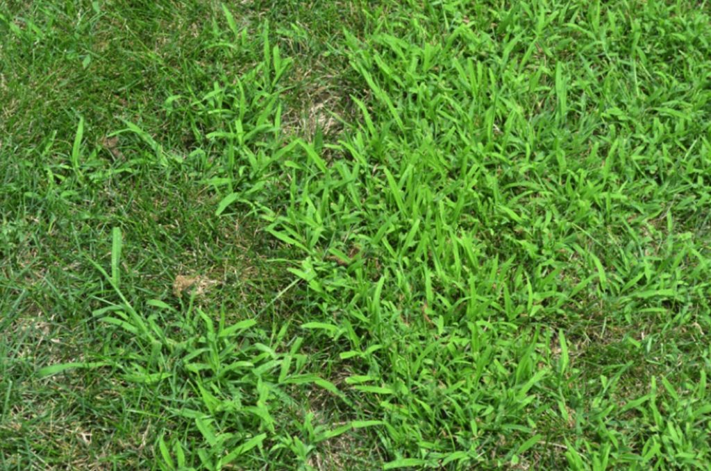 crab grass growing in residential lawn