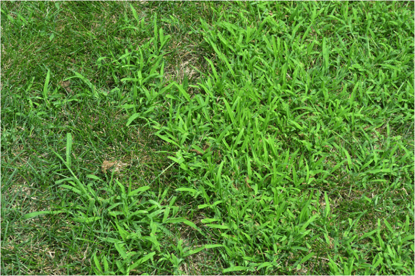 crapgrass