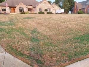 mostly brown lawn with some green