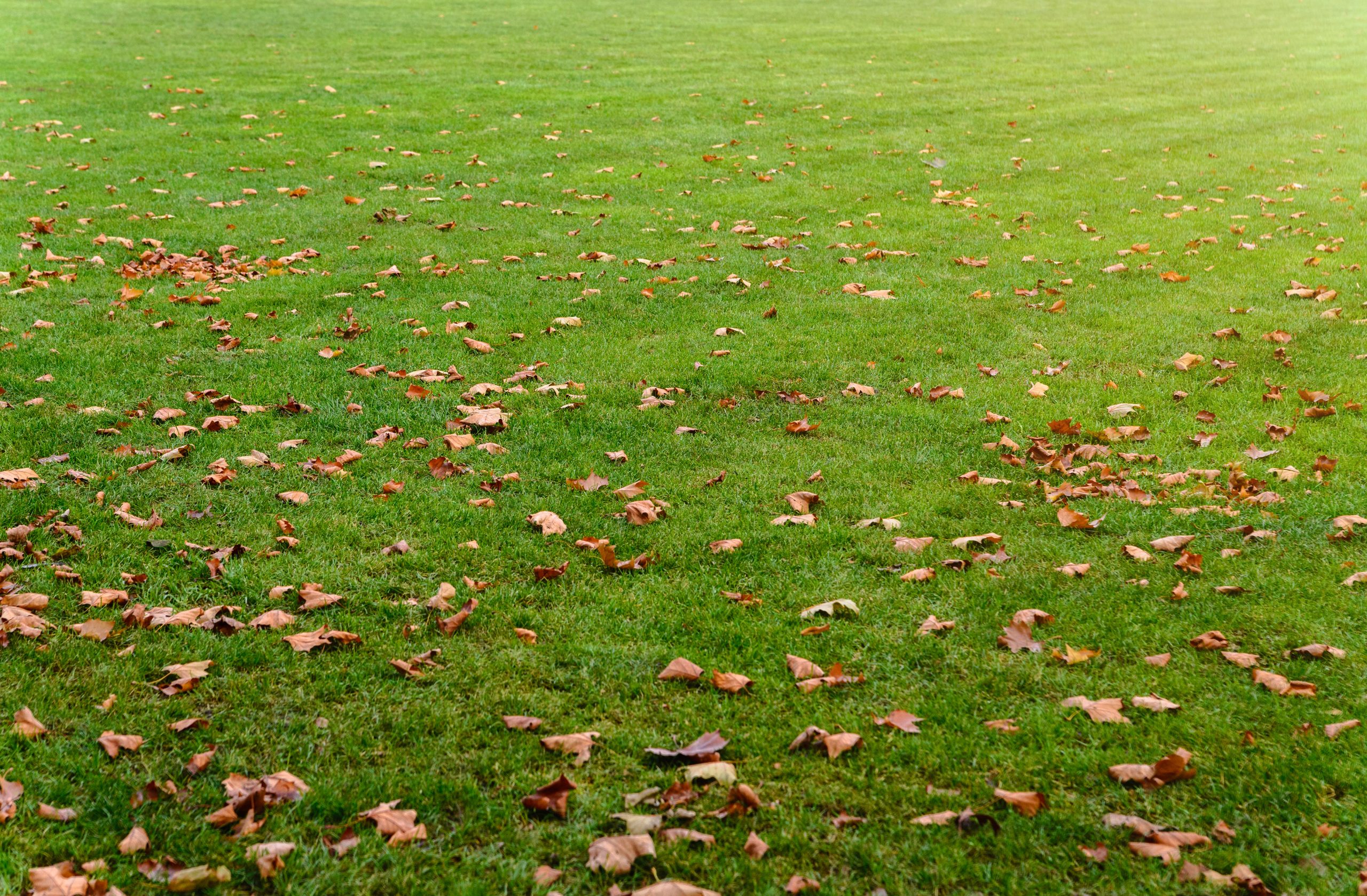 Green lawn with autumn leaves