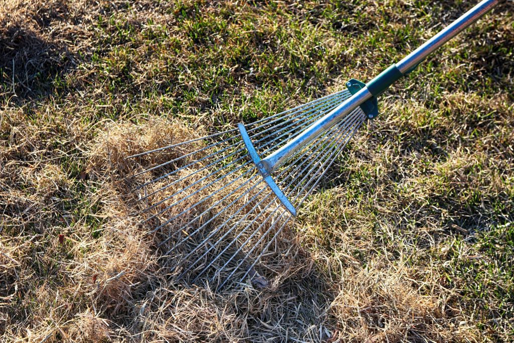 Lawn being dethatched by a metal rake
