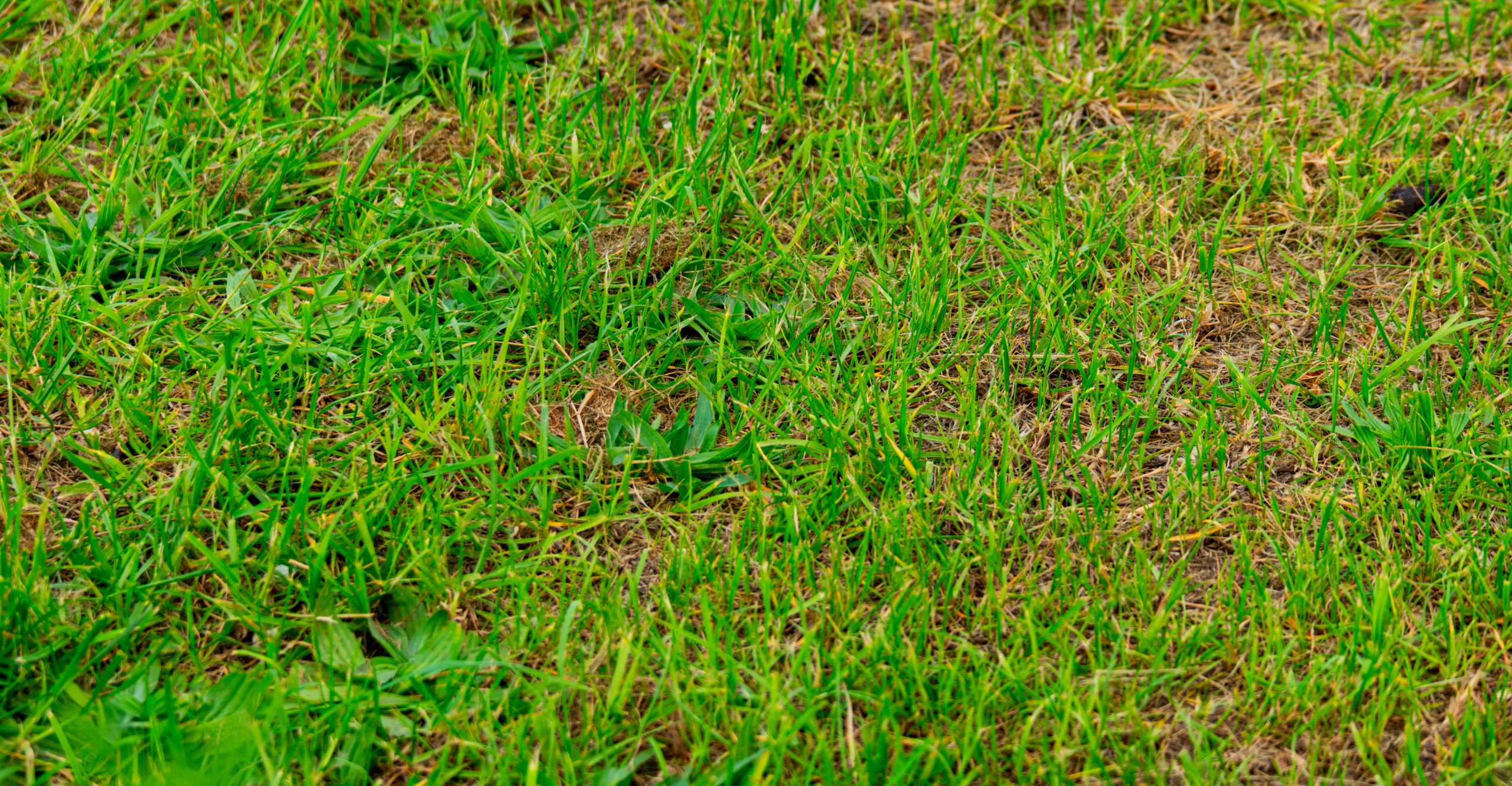 Sparse grass cover of lawn in arid area, water lack
