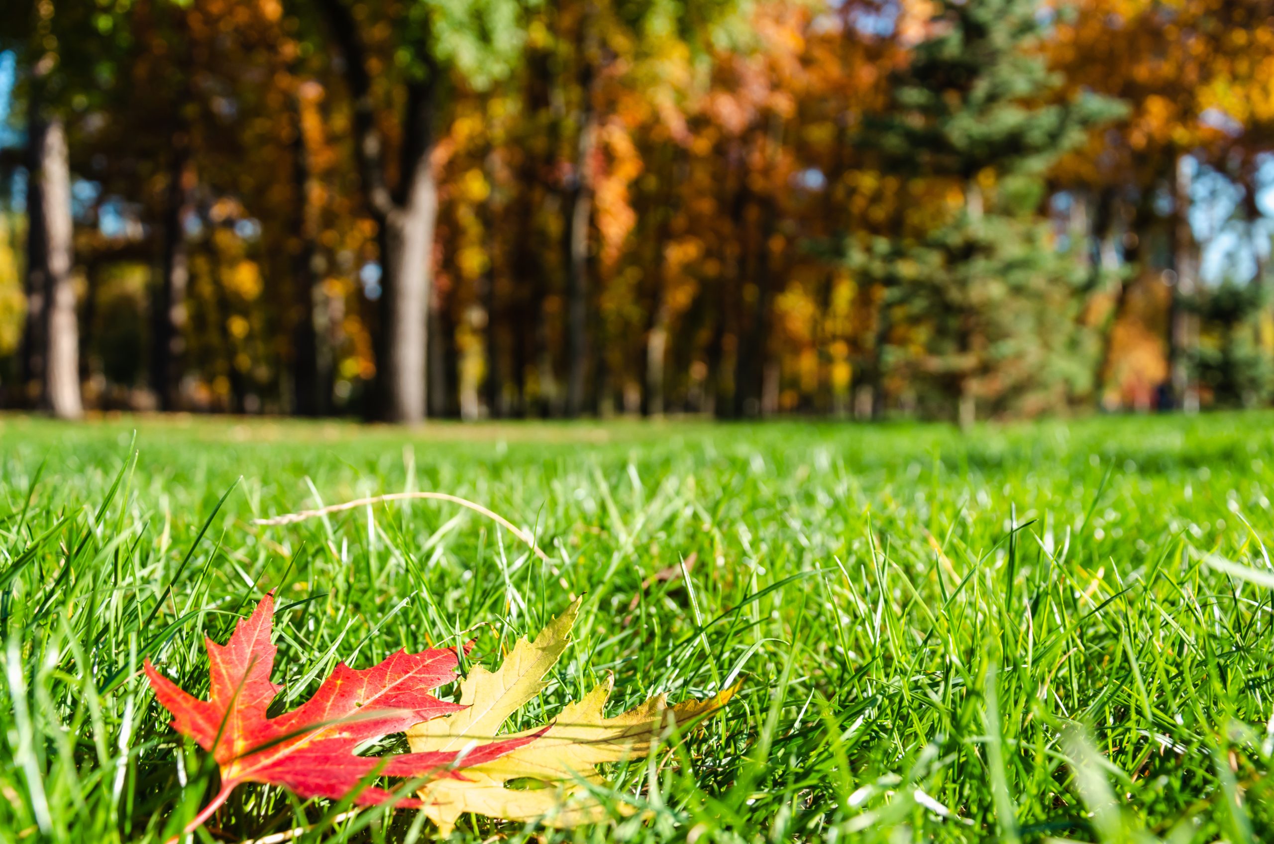 Two autumn maple leaves on a green grass