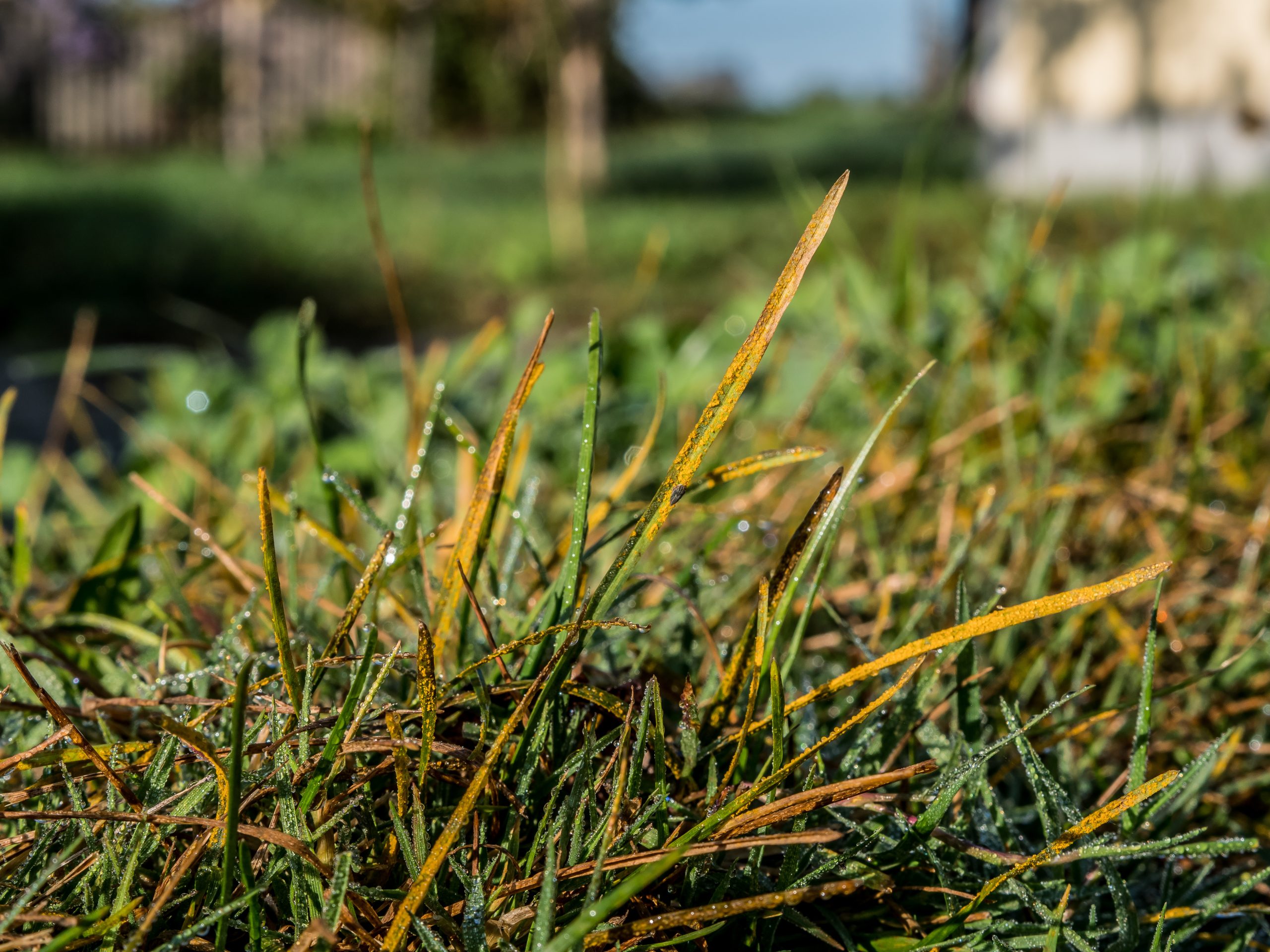 Lawn or turf with rust. fungal disease caused by Puccinia. Rust infected turf has a yellow-brown color.  Grass blades reveals numerous yellow-orange pustules. 