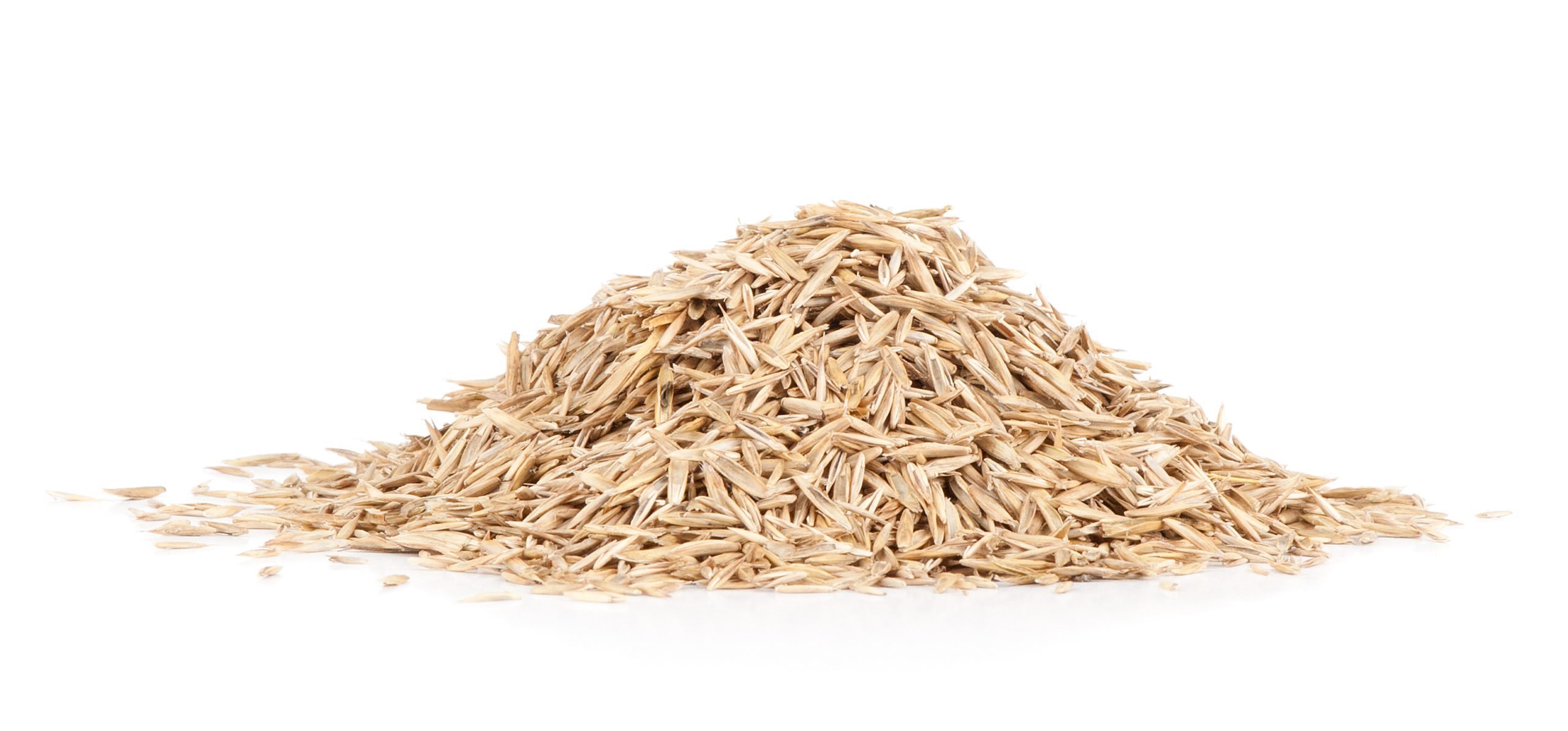 grass seed pile against white