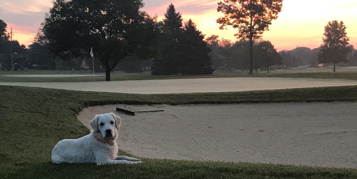 dog sitting on golf course