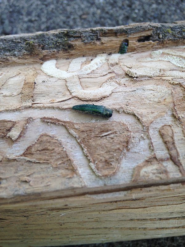 close up of emerald ash borer