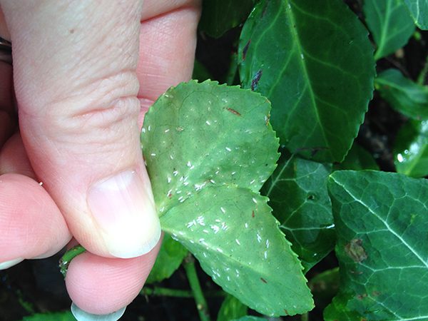 close up of a gentleman holding a male euonymus
