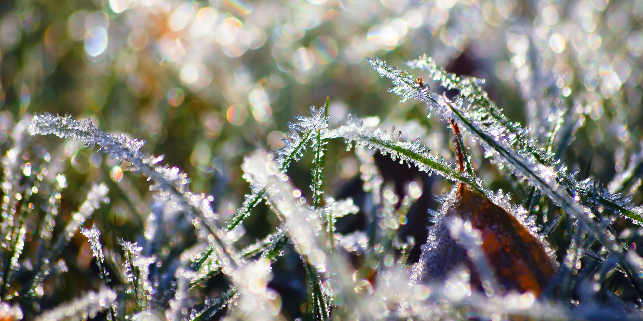 close up of frosty grass