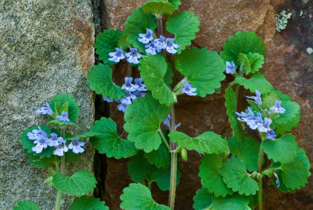 Ground ivy (Glechoma hederacea) growing against a stone wall in Ivy Creek Natural Area in central Virginia