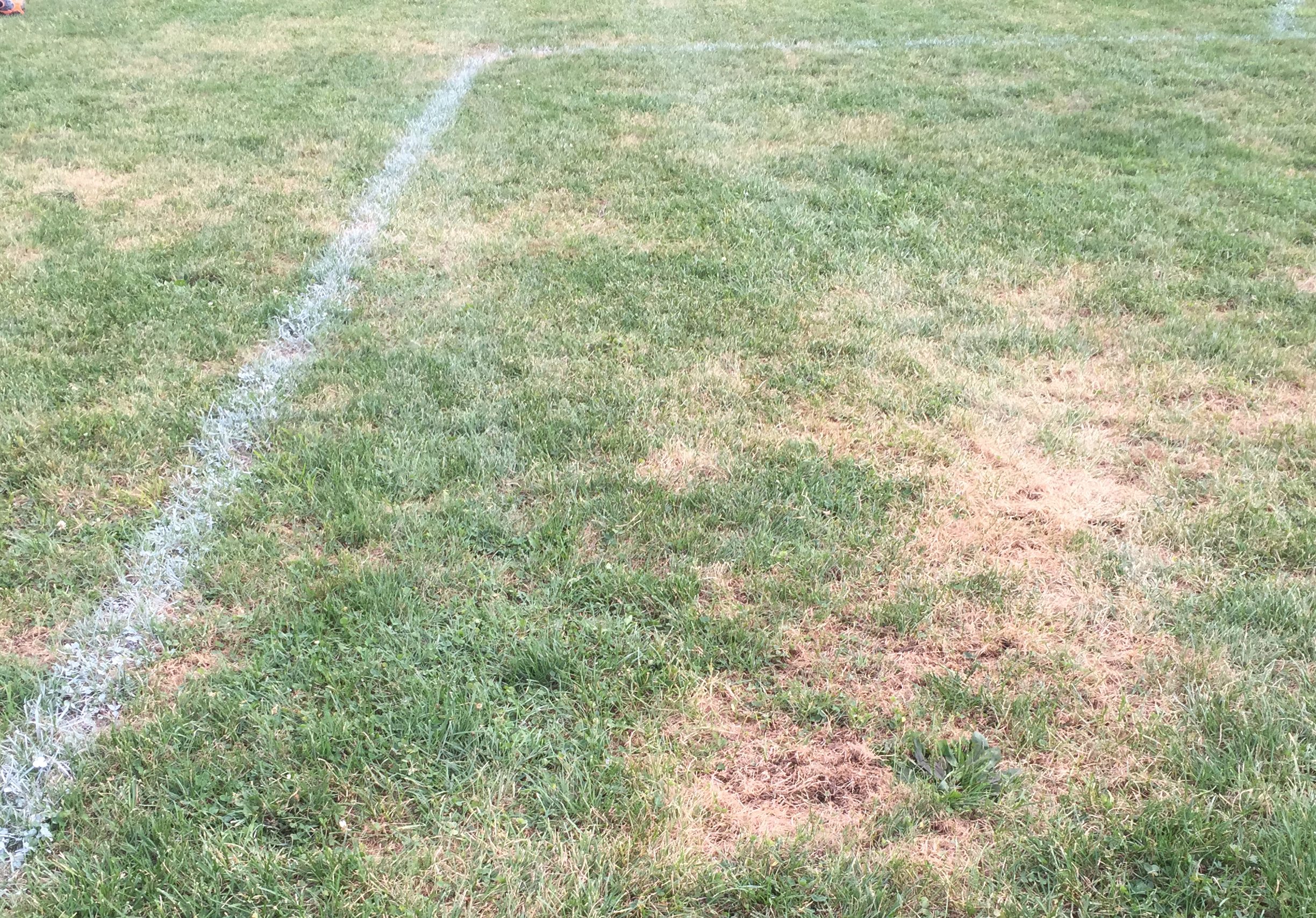 Grub damage to a grass field