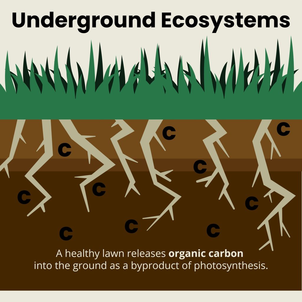 underground ecosystems