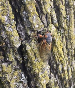cicada up close 