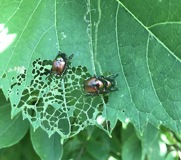close up of a japanese beetle on a leaf