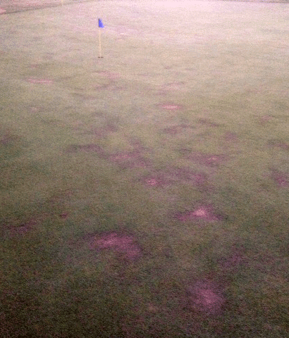 soil surfactant application on golf course grass