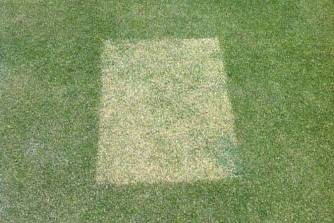 Surrounding area treated with Foliar-Pak products