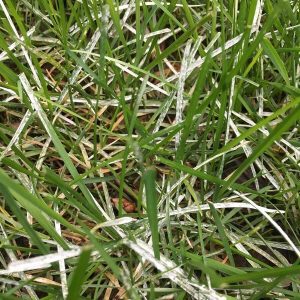 Powdery mildew on grass