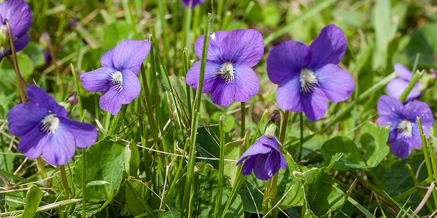 Wild Purple Violets growing in the grass
