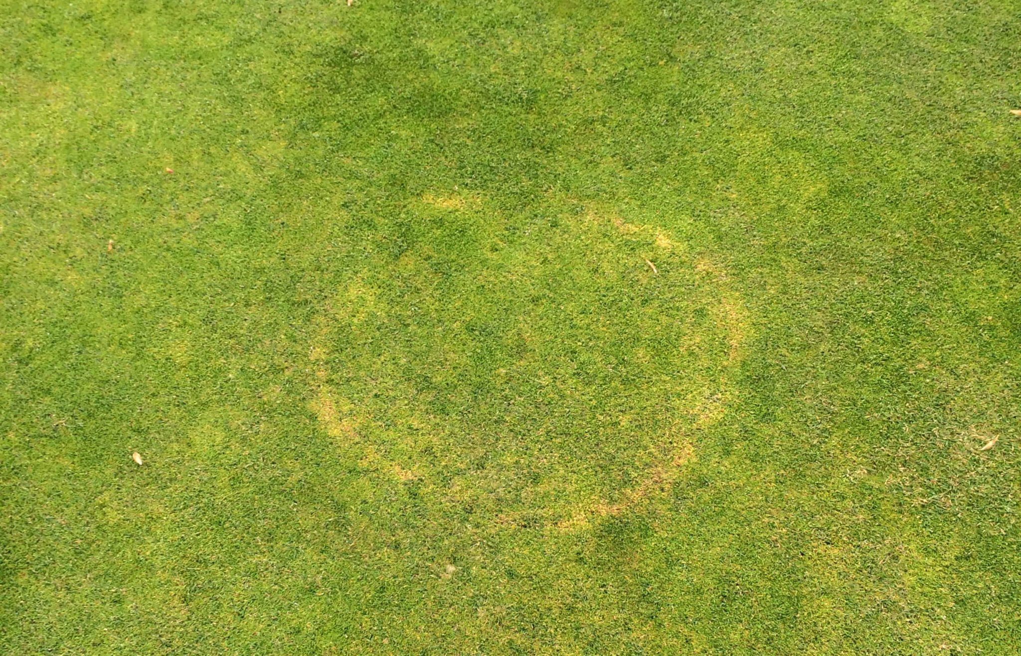 Brown Ring Patch on field