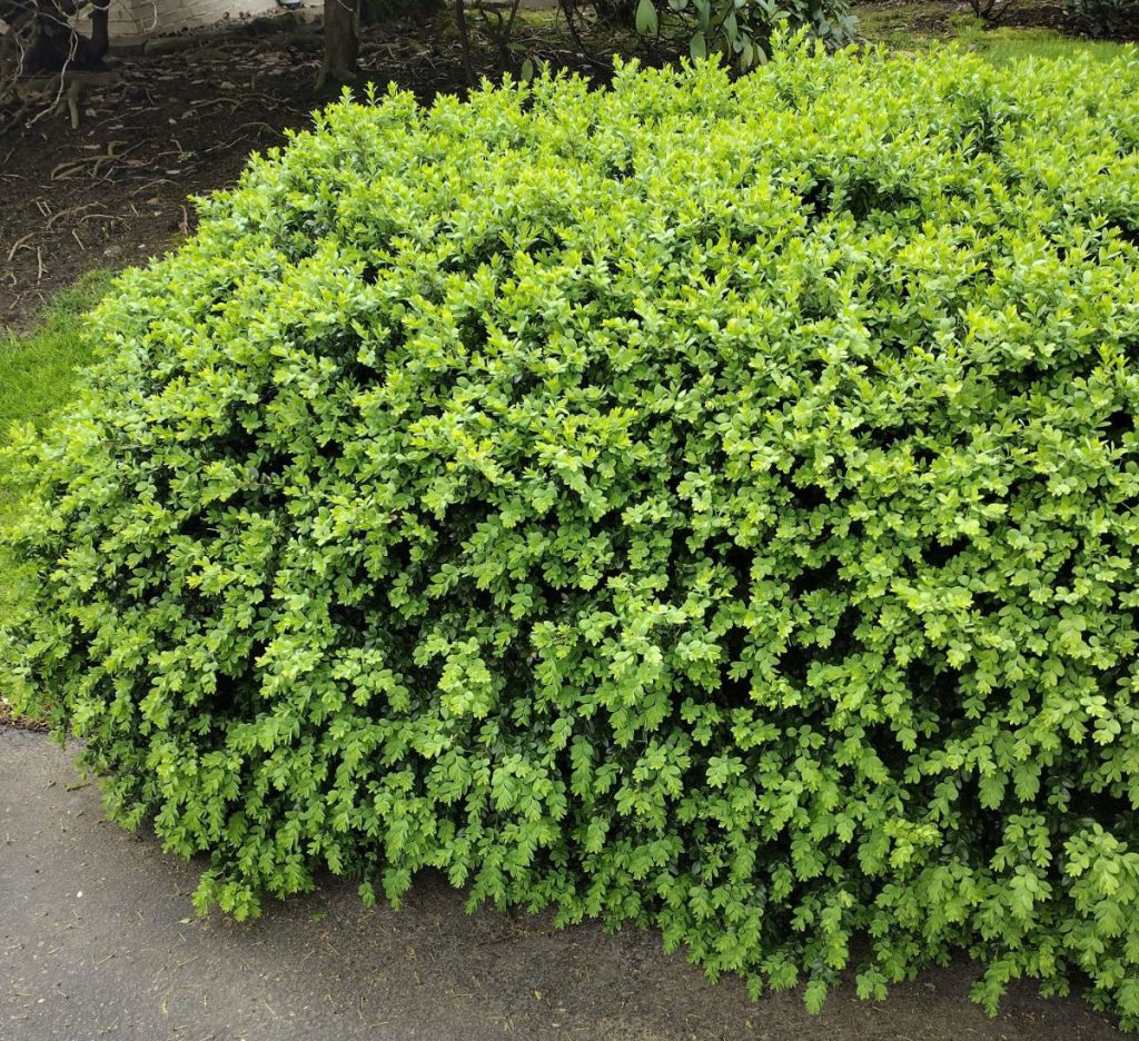 bush on Ultimate Ornamental Package