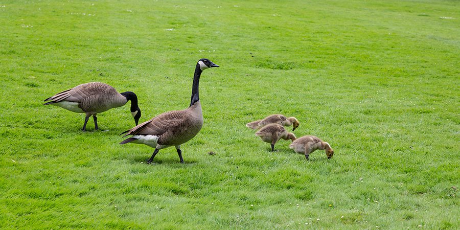 Canada Geese and Babies in Grass