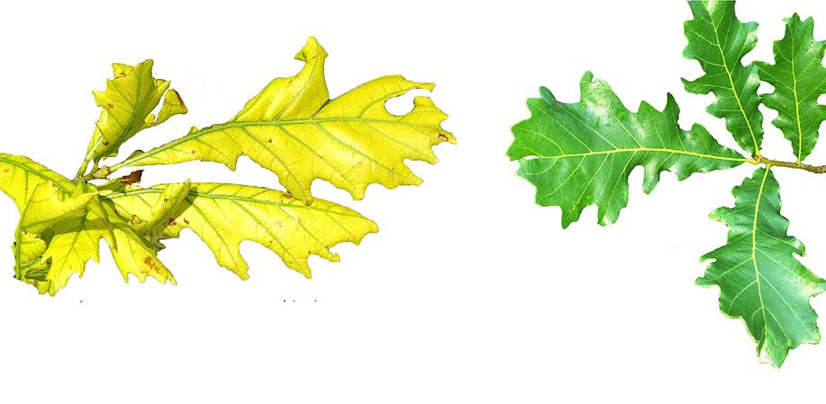 yellow and green leaf