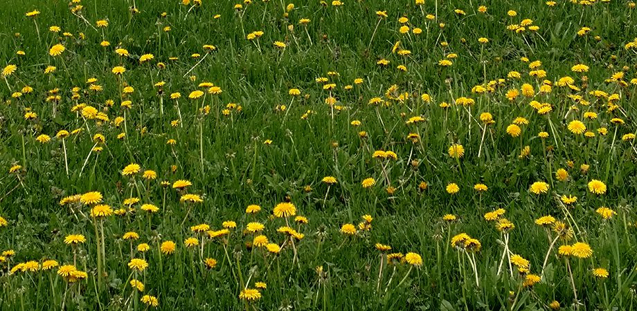 multiple dandelions in the grass