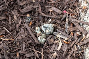 dead man's fingers fungus in mulch