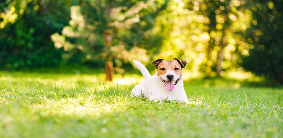 Happy Jack Russell Terrier pet dog lying down on green grass