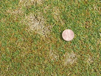 Coin on turf