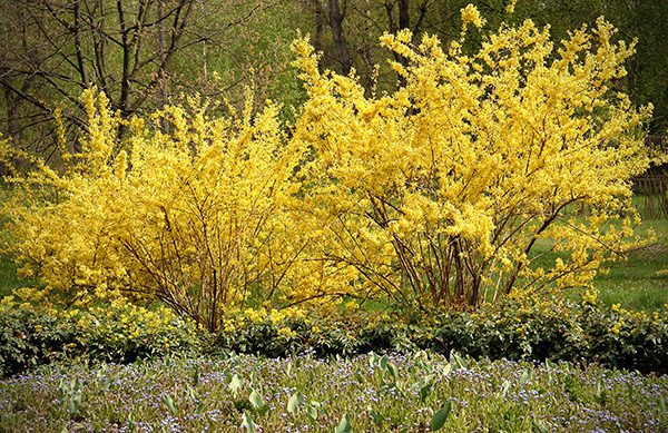 close-up of blooming yellow forsythia bushes