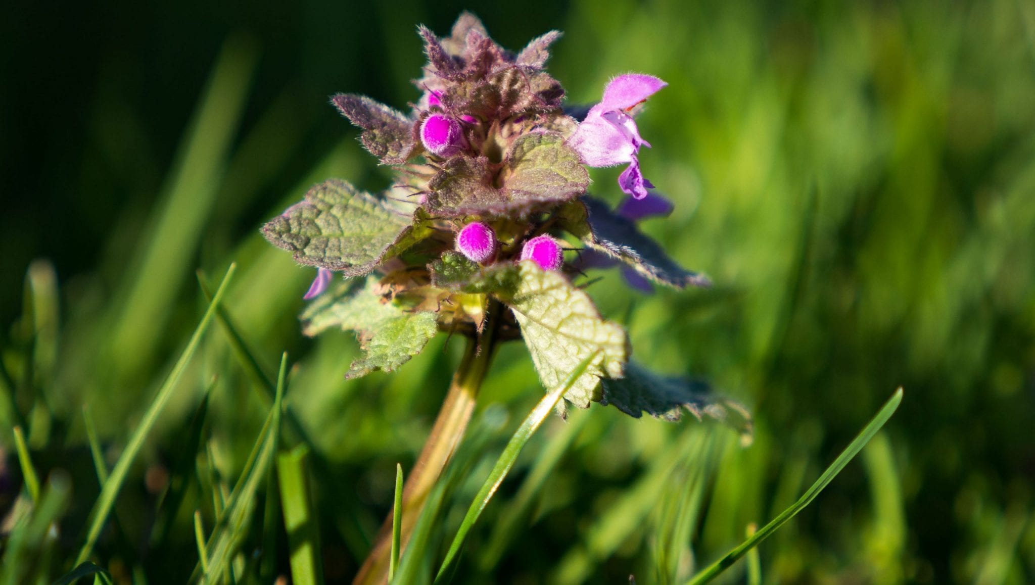 closeup of a ground ivy weed in nice lawn