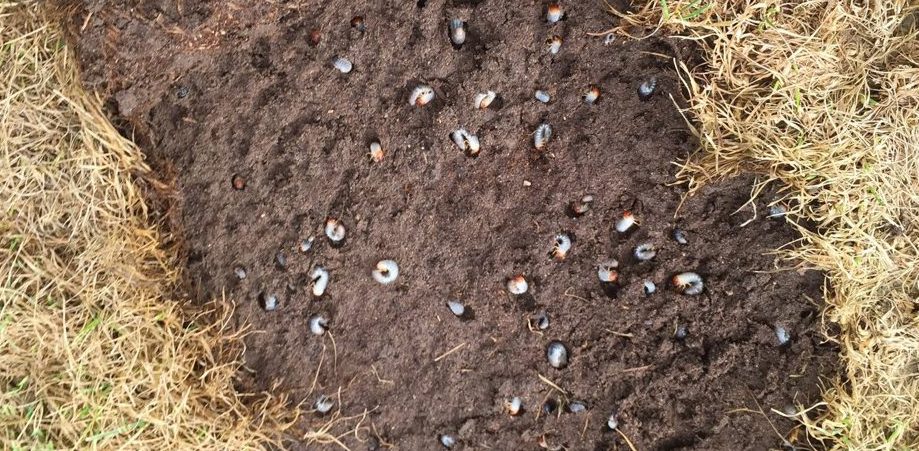 Grubs in exposed soil between patches of brown grass