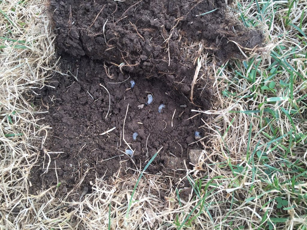 Grubs under a grass surface that has been pulled up like carpet