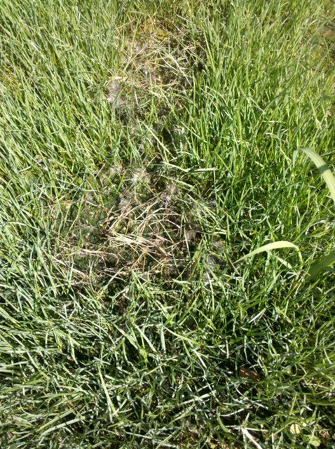 close-up of pythium in the grass