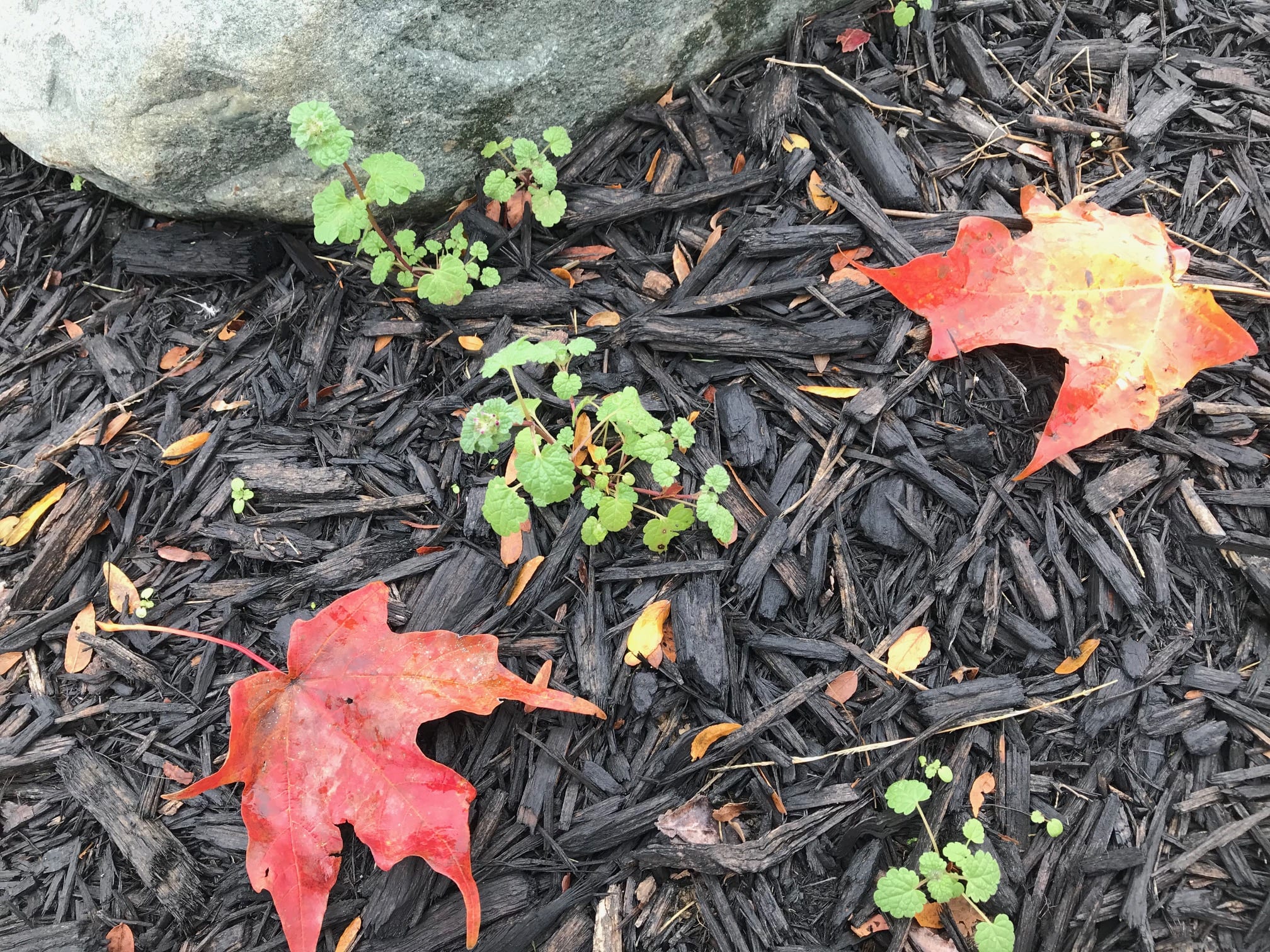 two red/orange leafs on woodchips