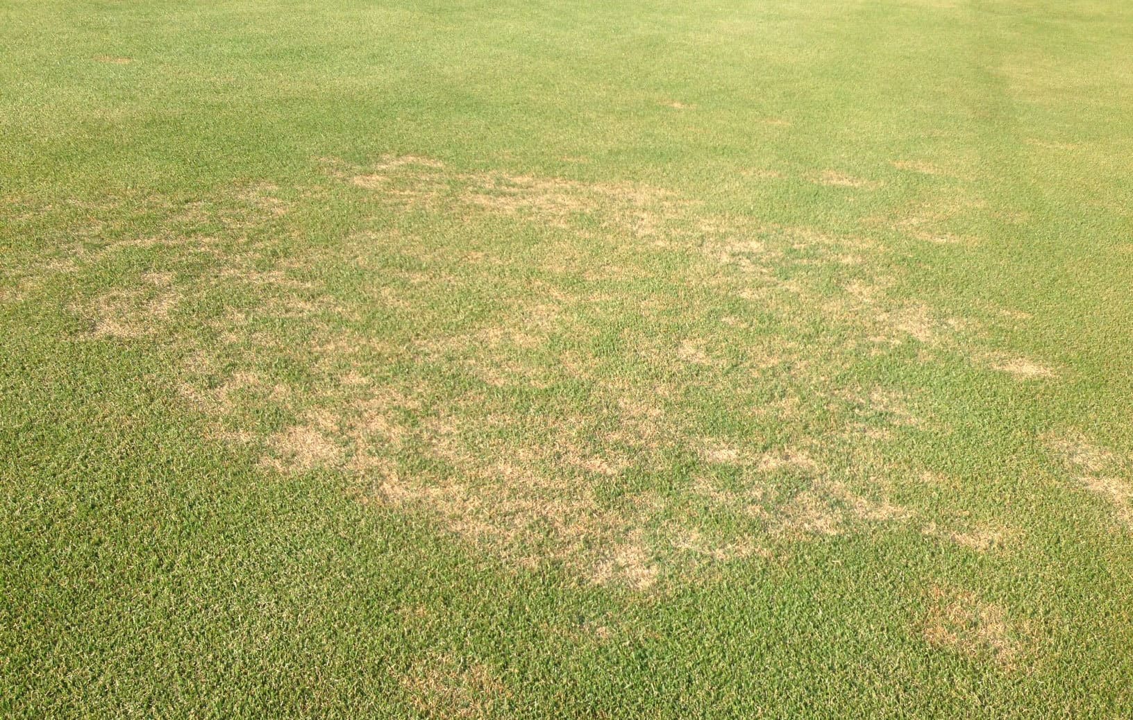 Large Patch on field