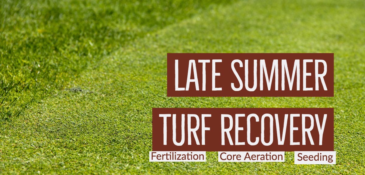 late summer turf recovery post