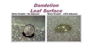 dandelion leaf surface