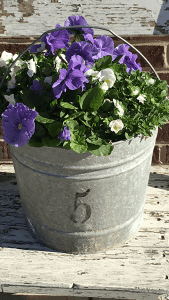 close up of a planted flower pot with purple flowers