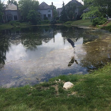 pond in backyard with algae
