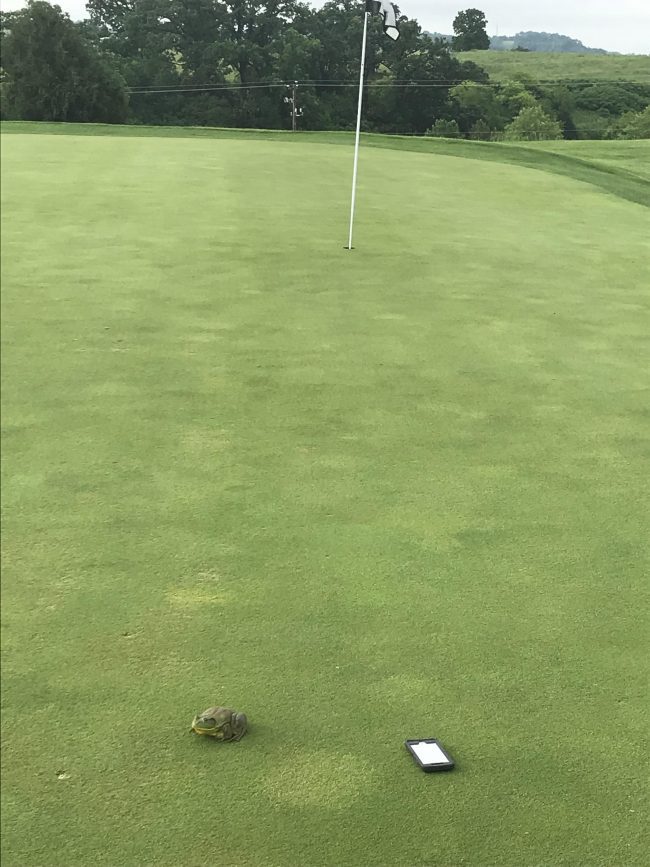 close up of a hole on a golf course featuring frog and cell phone