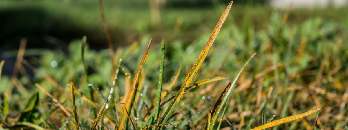 Rust, a turf disease, exhibited on blades of grass.