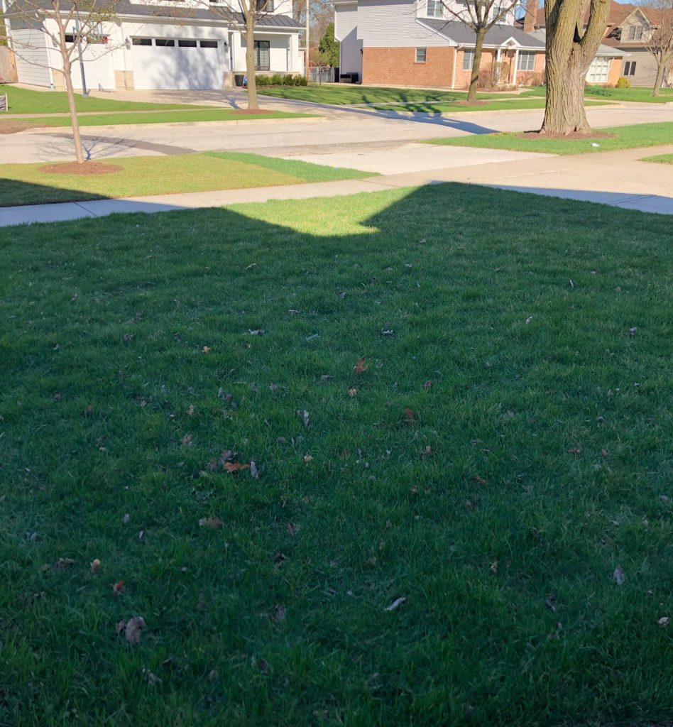 close up of property lawn